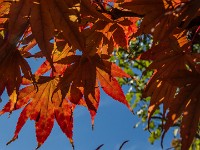 JP 077 IMG 9067 16x9FHD : 2019, JAPAN, NOVEMBER