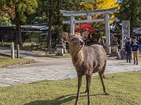 JP 168 IMG 1313 16x9FHD : 2019, JAPAN, NOVEMBER